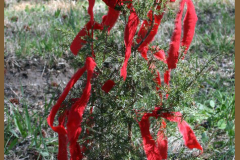 Cedar Tree