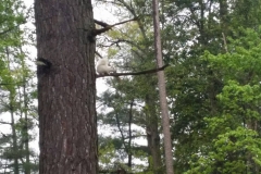 White Squirrel
