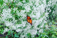 Monarch