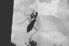 Mantis