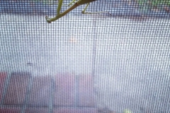 Mantis