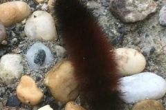 Caterpillar