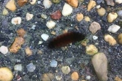 Caterpillar