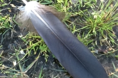 Eagle Feather