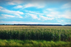 Field