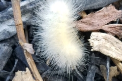 Virginia Tiger Moth Caterpillar